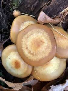 Hygrophane, zweifarbige Hüte