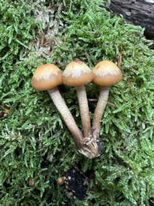 Stockschwämmchen