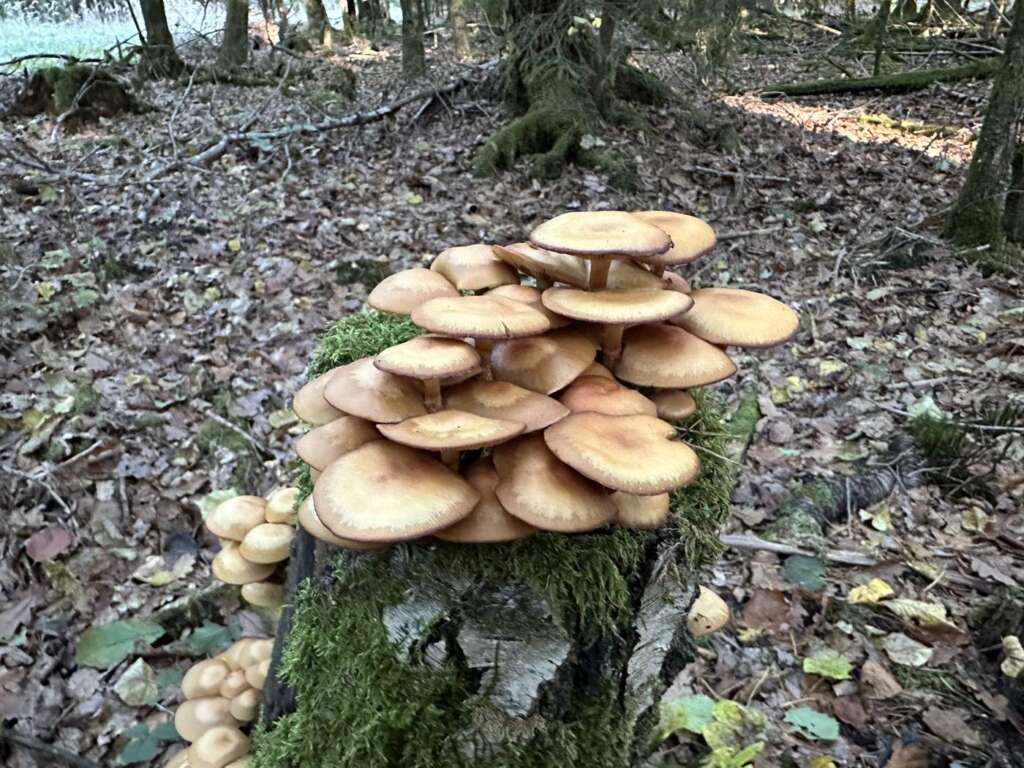 Rasen am Laubholzstumpf