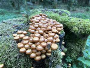 Stockschwämmchen