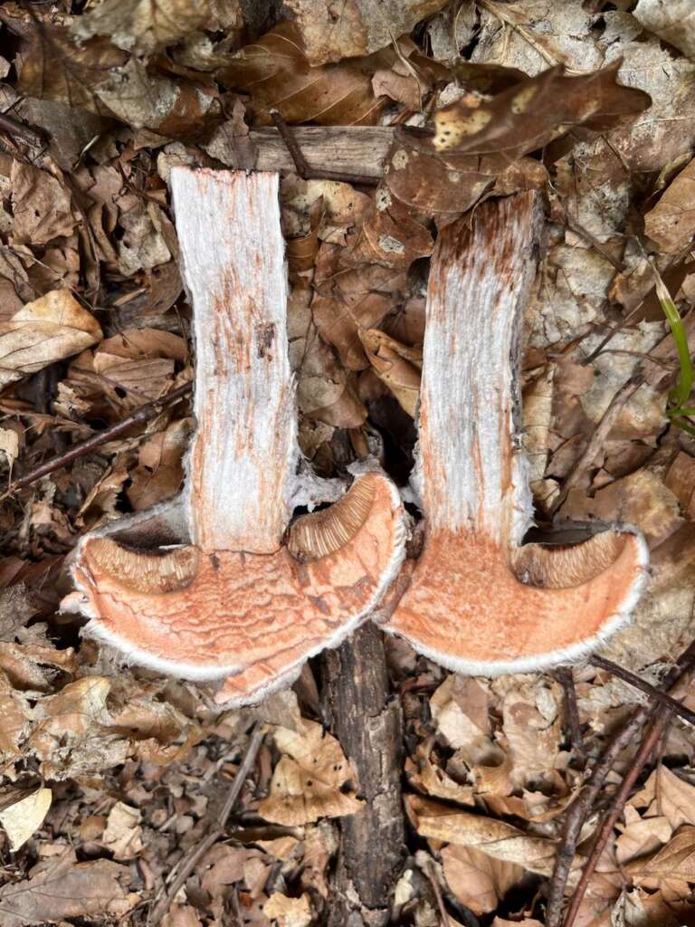 Längsschnitt: Fleisch rötet