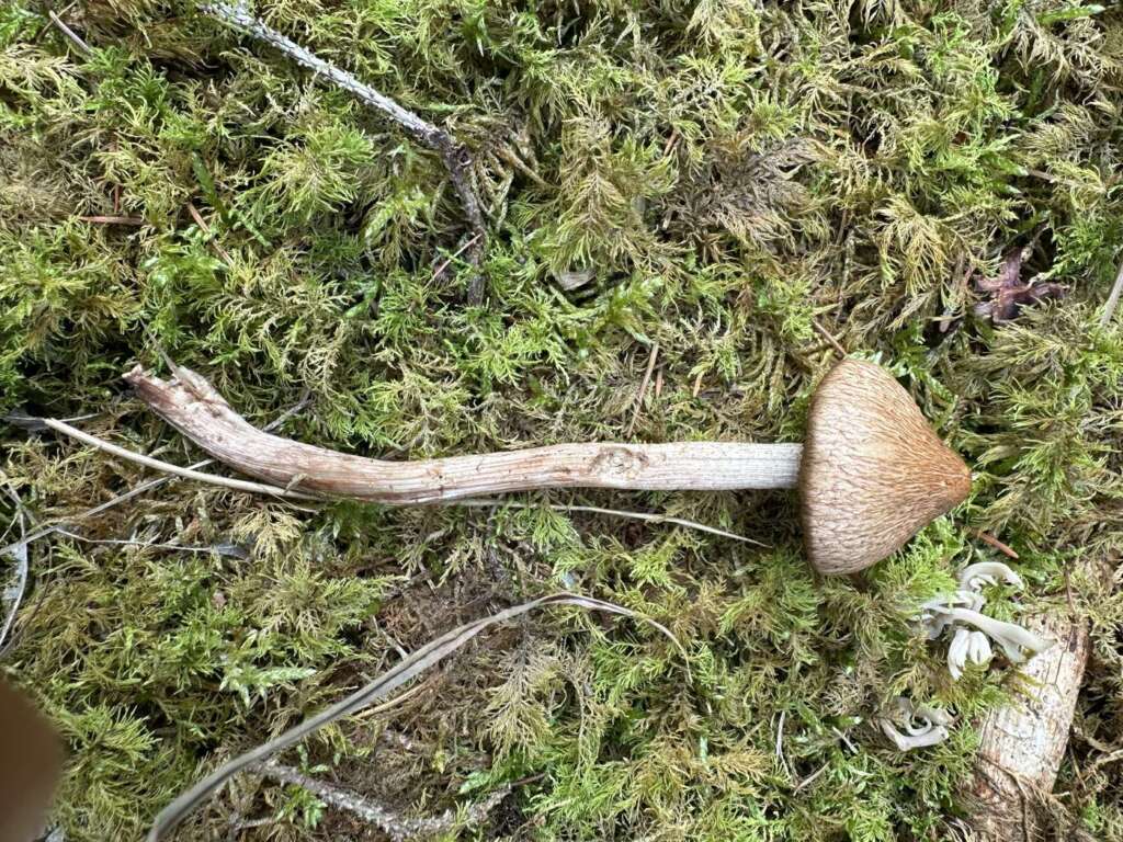 Fruchtkörper