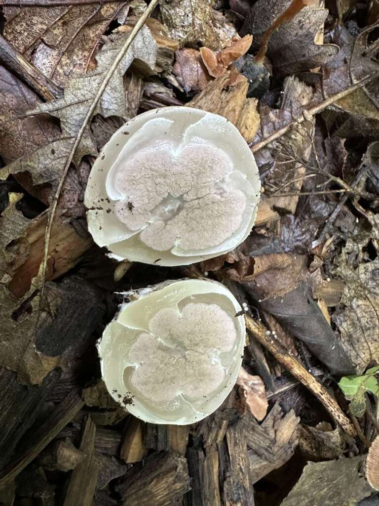 Hexeneier