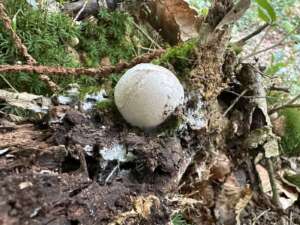 Tintenfischpilz