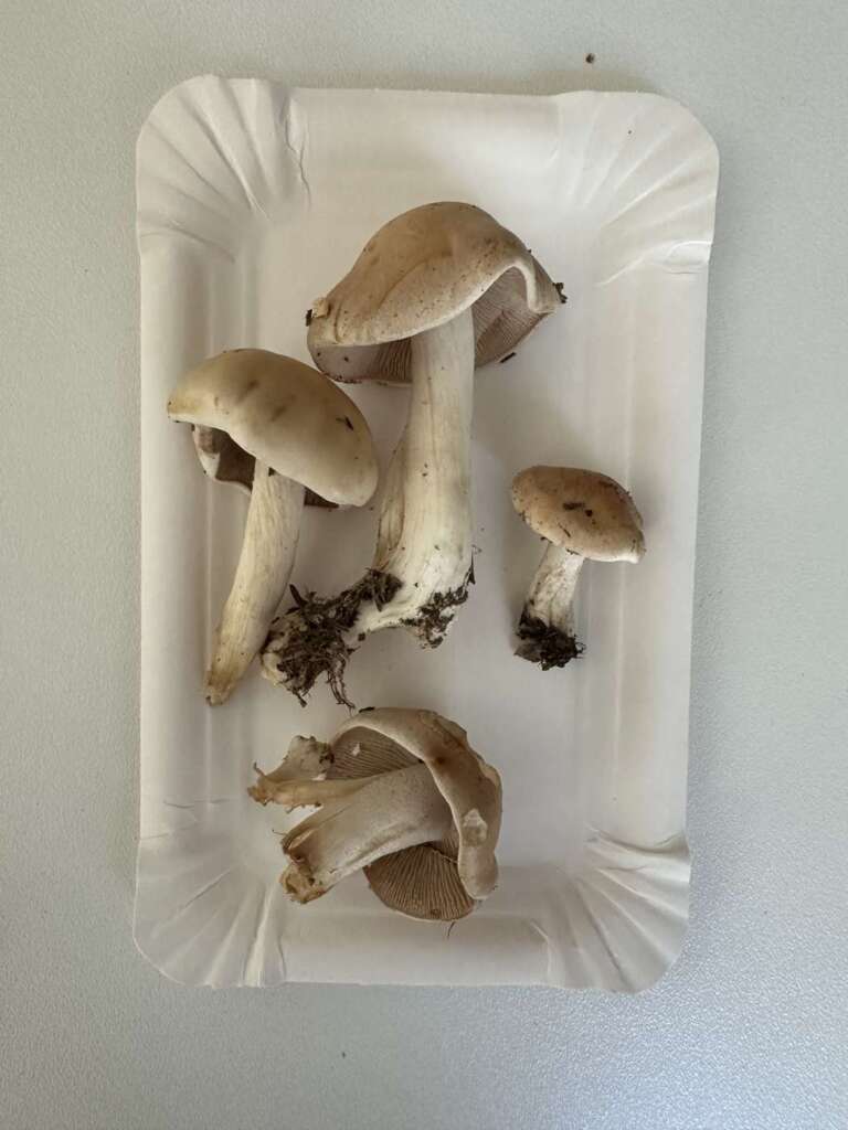 Fundstücke