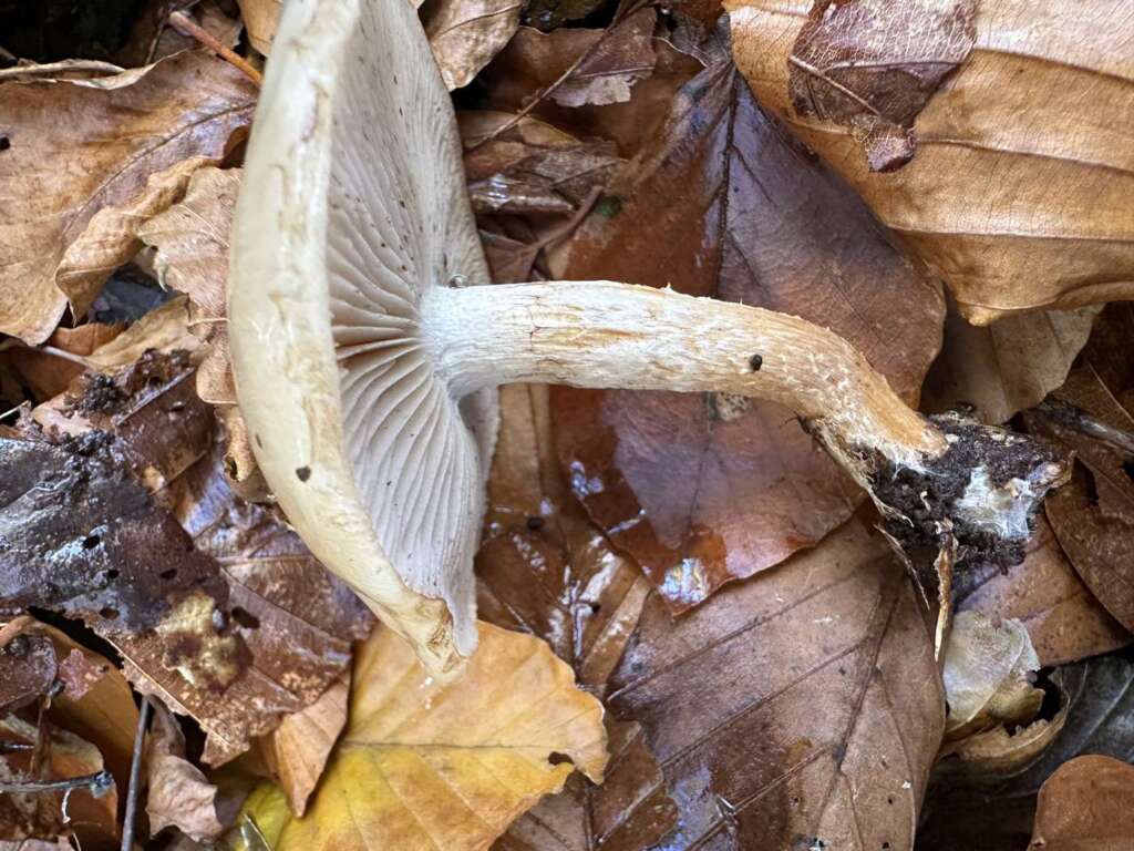 Stiel mit Velumflöckchen
