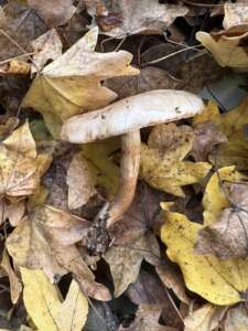 Tonfalber Schüppling