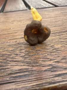 Trompetenpfifferling