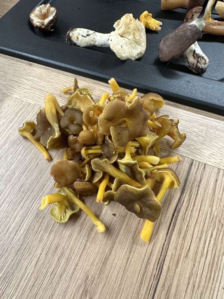 Sammelfund