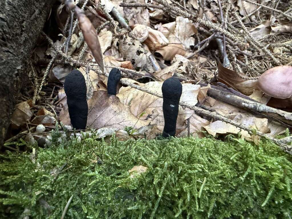 Vielgestaltige Holzkeule