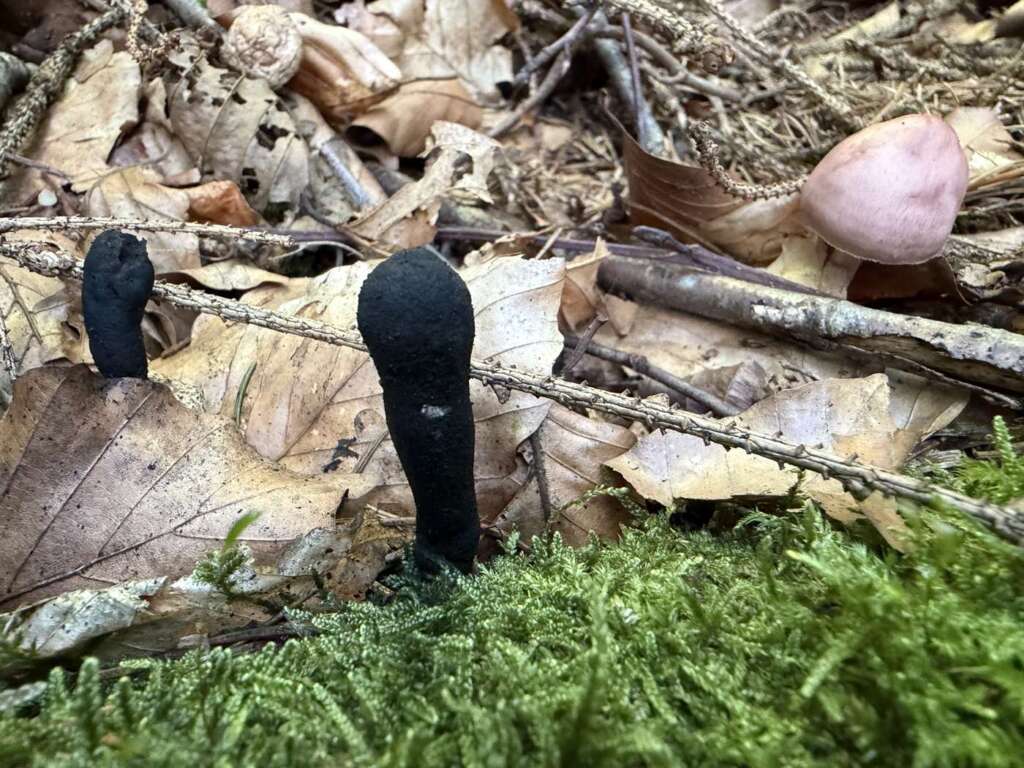 Schwarze, keulige Fruchtkörper am Holz