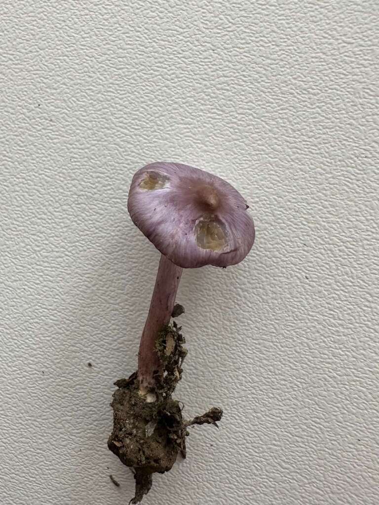Violett getönter Fruchtkörper