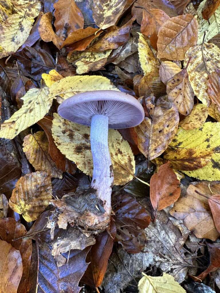 Violetter Fruchtkörper