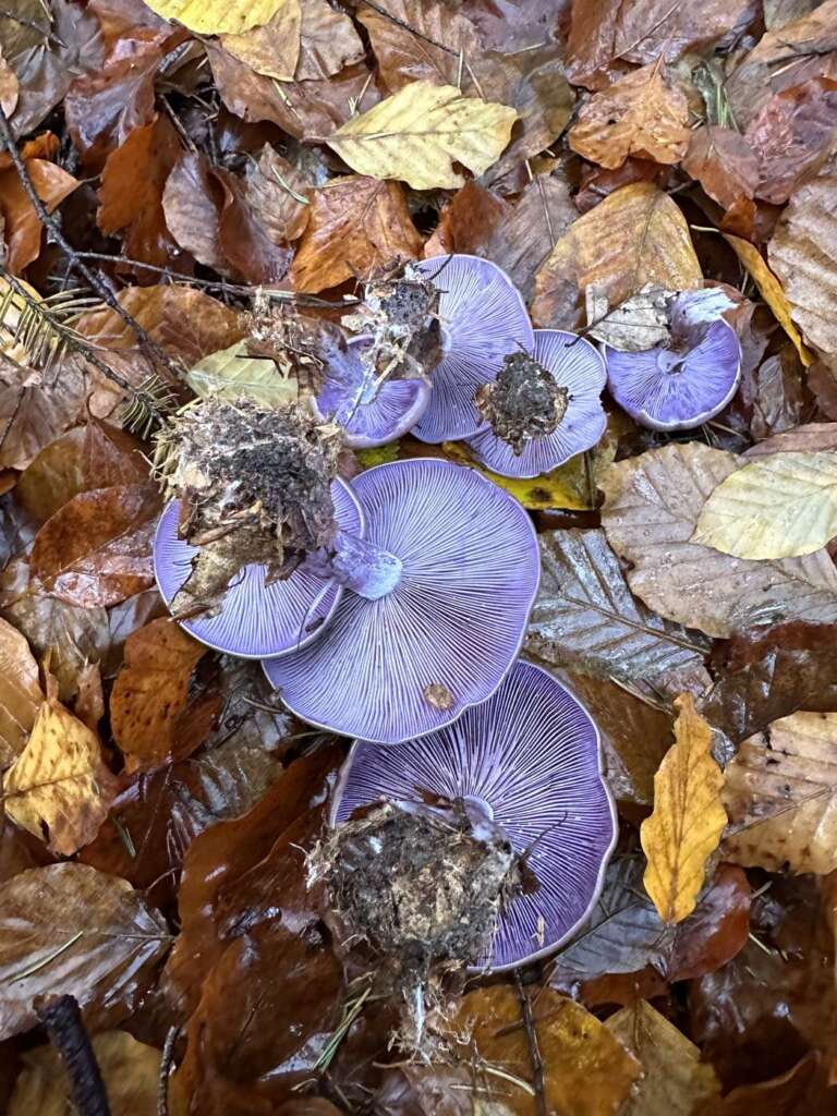Violette Lamellen