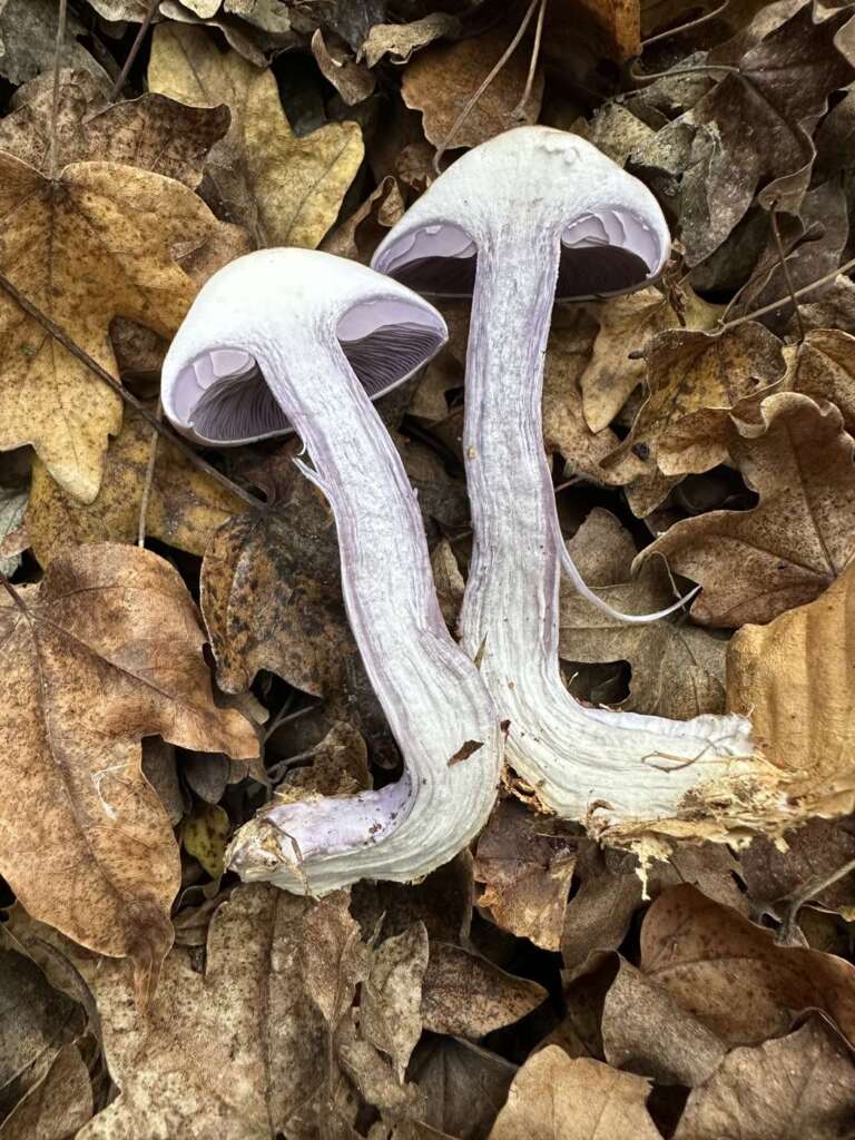 Stiele