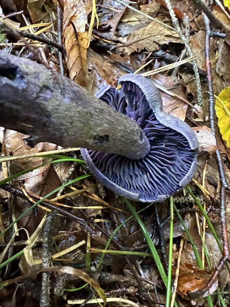 Dunkelviolette Lamellen