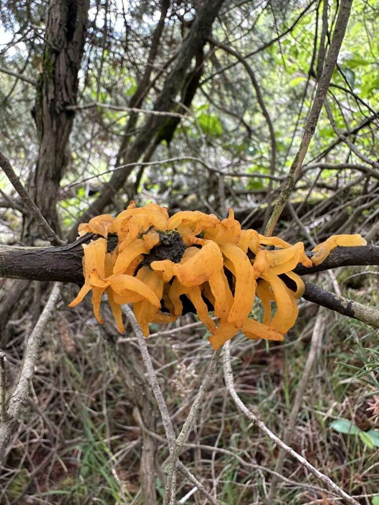 Orange Gallertzapfen am Wacholderzweig