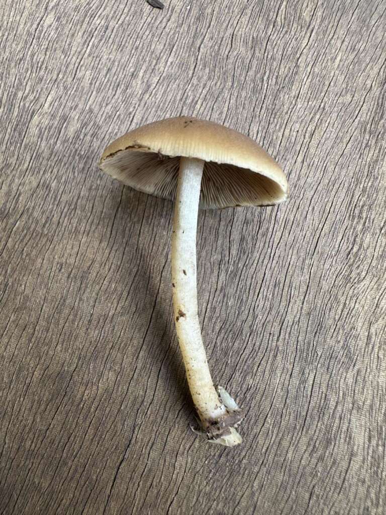 Einzelner Fruchtkörper