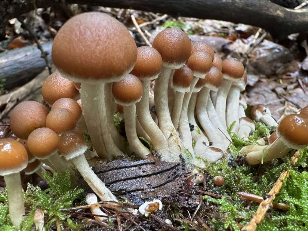 Gruppe mit feuchten Hüten