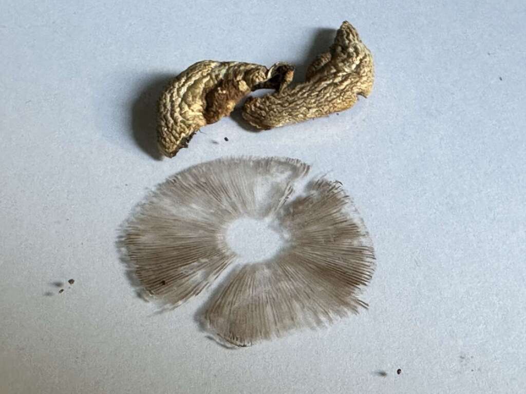 Sporenabdruck
