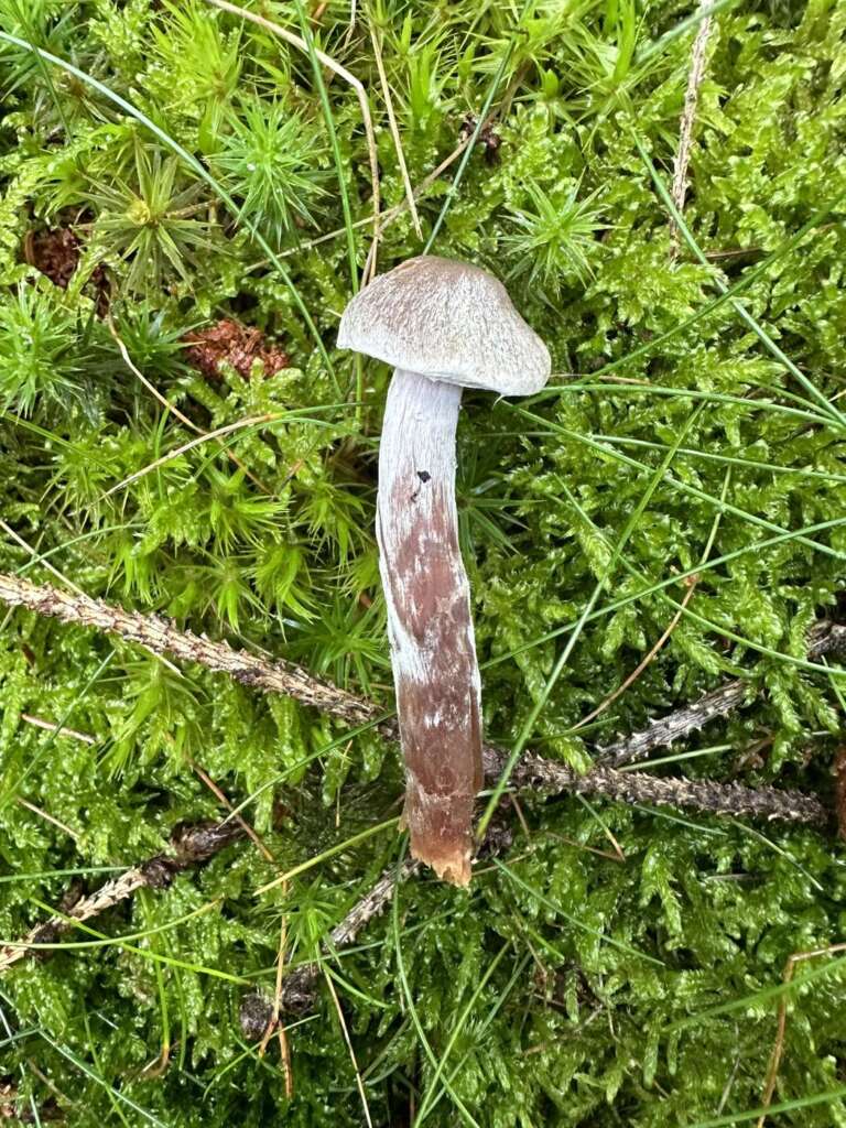 Fruchtkörper mit weißflockigem Stiel