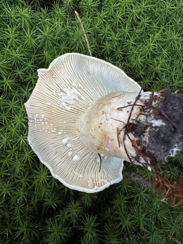 Unterseite