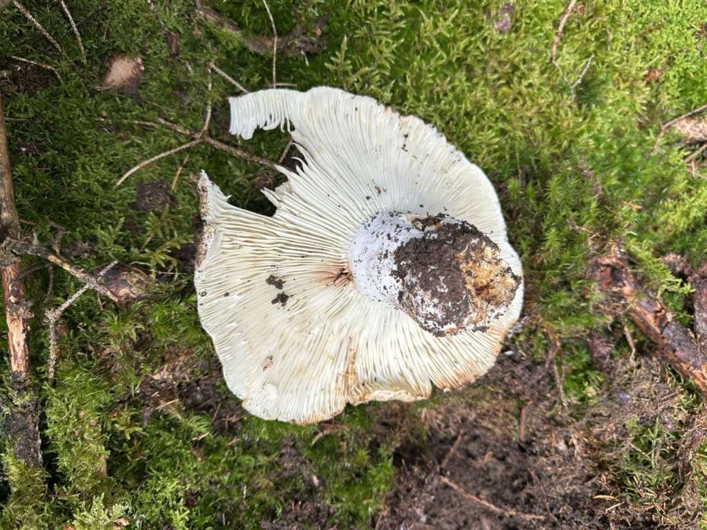 Entfernt stehende Lamellen