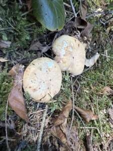 Würziger Tellerling