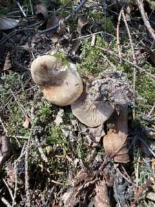 Würziger Tellerling