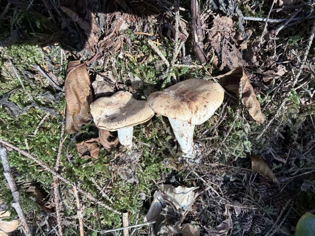 Würziger Tellerling