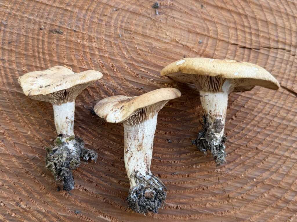 Fruchtkörper mit herablaufenden Lamellen