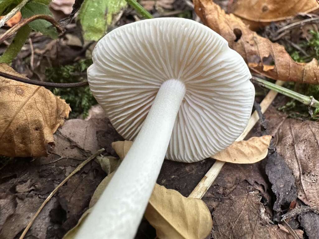 Lamellen