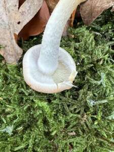 Ziegelroter Schwefelkopf