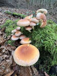 Ziegelroter Schwefelkopf
