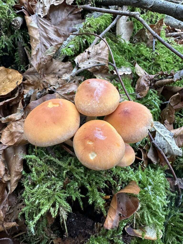 Ziegelrote Hutmitte
