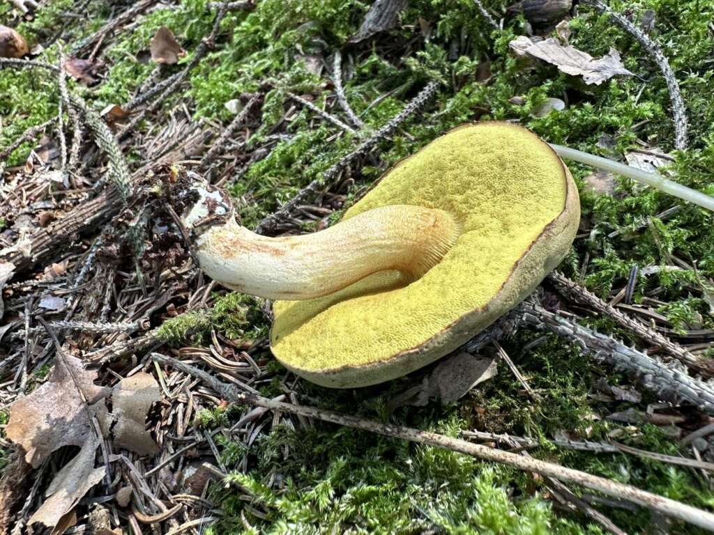 Fruchtkörper