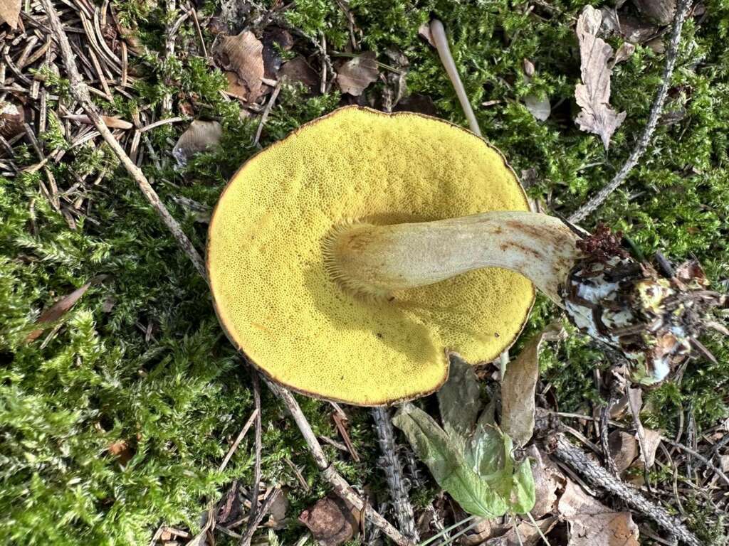 Leuchtend gelbe, weite Poren