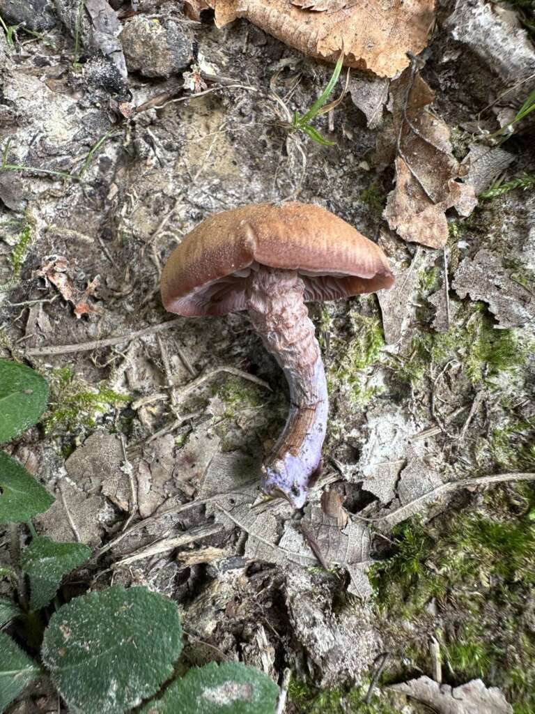 Fruchtkörper mit violetter Stielbasis