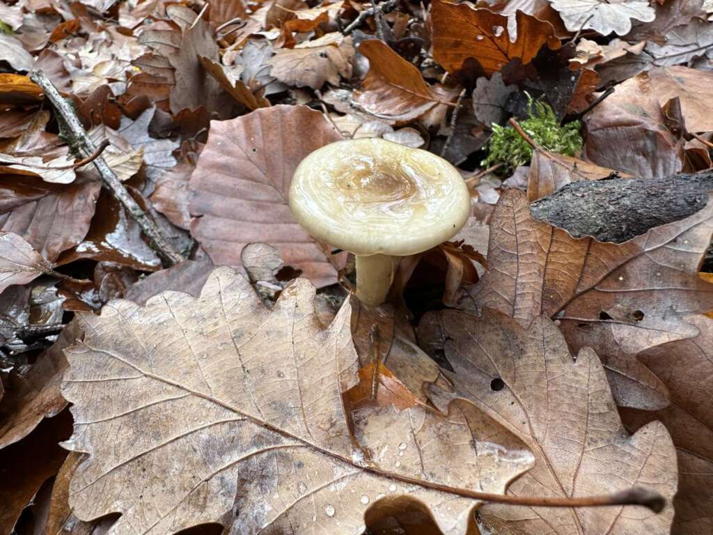 Fruchtkörper im Buchenlaub