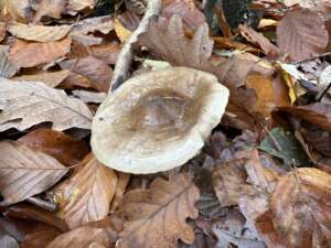 Zweifarbiger Schneckling
